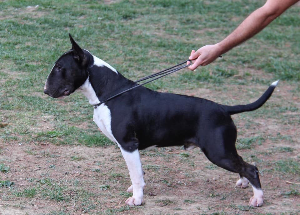 Bullyrun - CACS Béziers 19/10/19