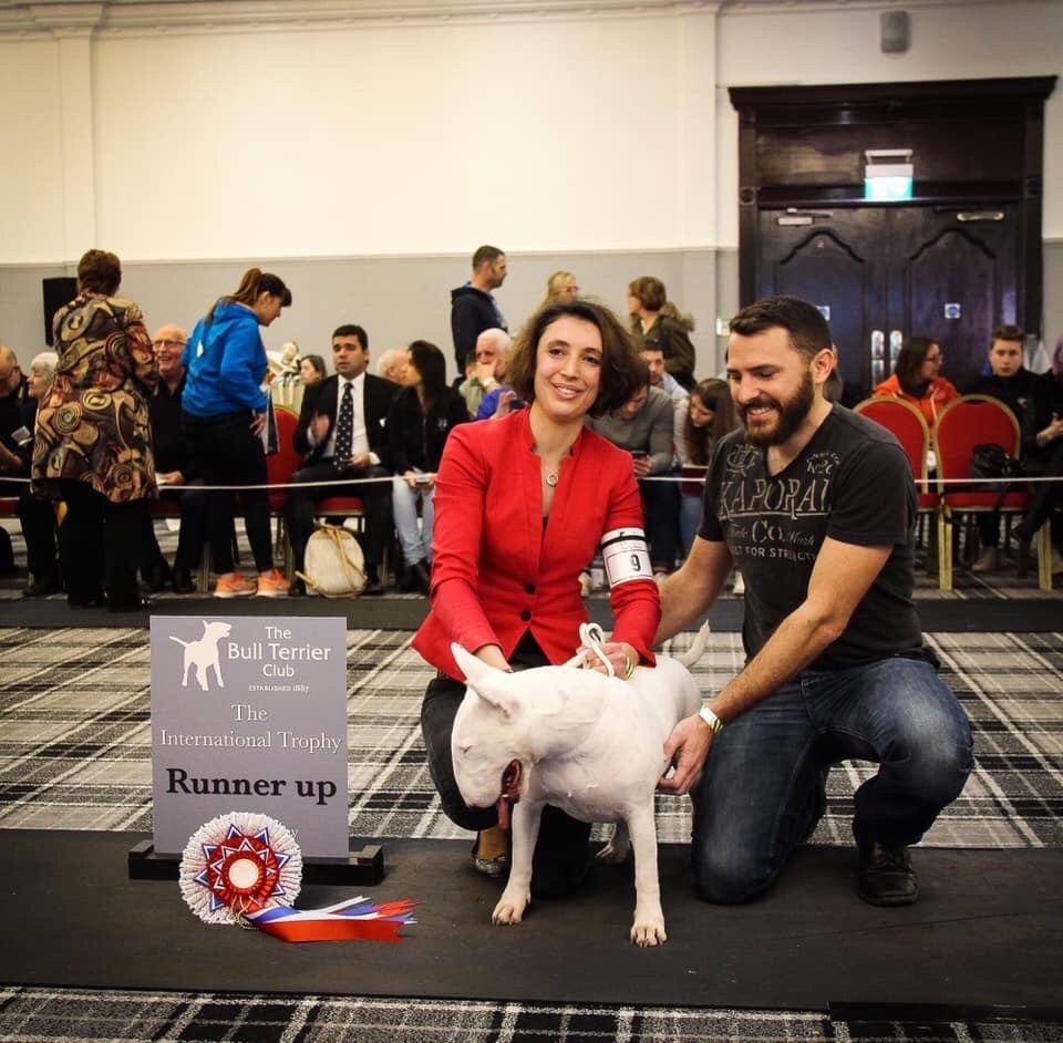 Bullyrun - Runner Up Bull terrier trophy show 