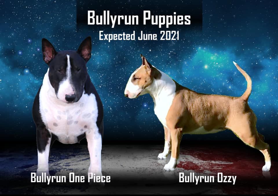 Bullyrun - Portée 2021