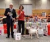  - Noosa BOS à la NE bull terrier de Nantes