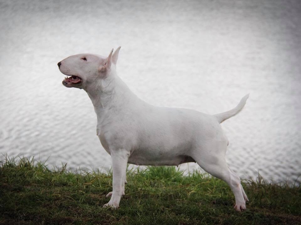 Bullyrun - Bullyrun Noosa Championne de France