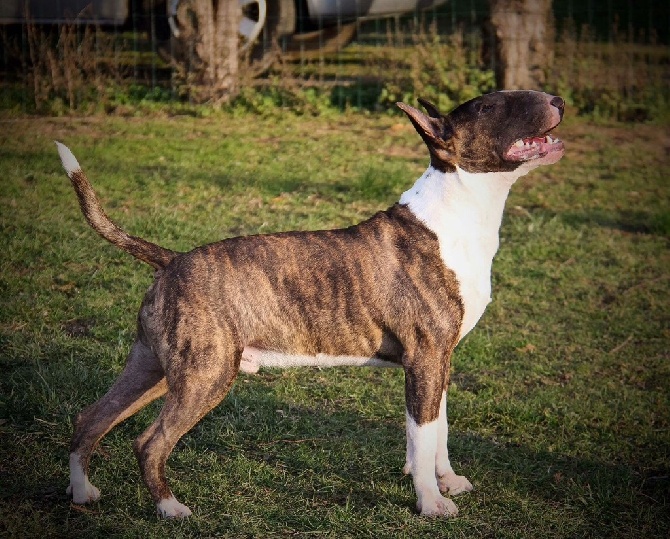 Bullyrun - CACIB Perpignan janvier 2017