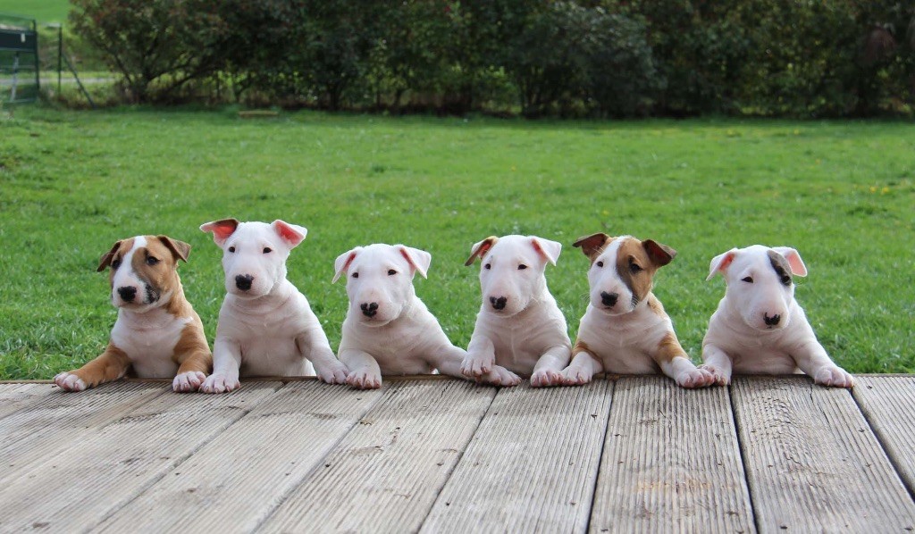 chiot Bull Terrier Bullyrun