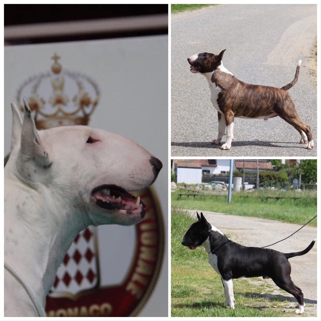Bullyrun - Résultats des Dernières Semaines
