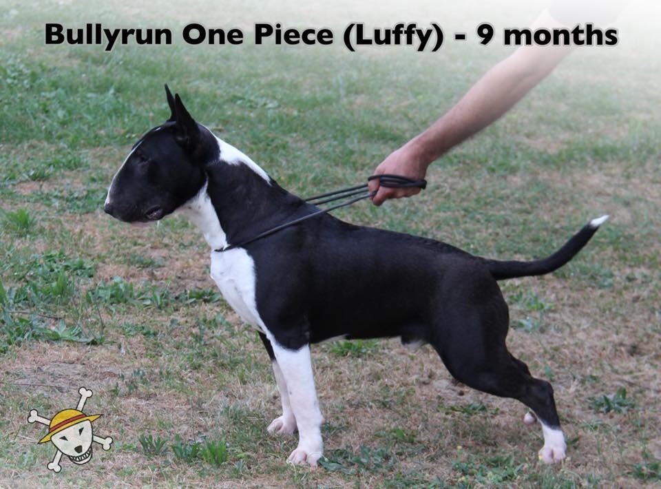Bullyrun - CACIB Béziers / RE Béziers